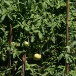tomaten bij Maria in Vassilikos