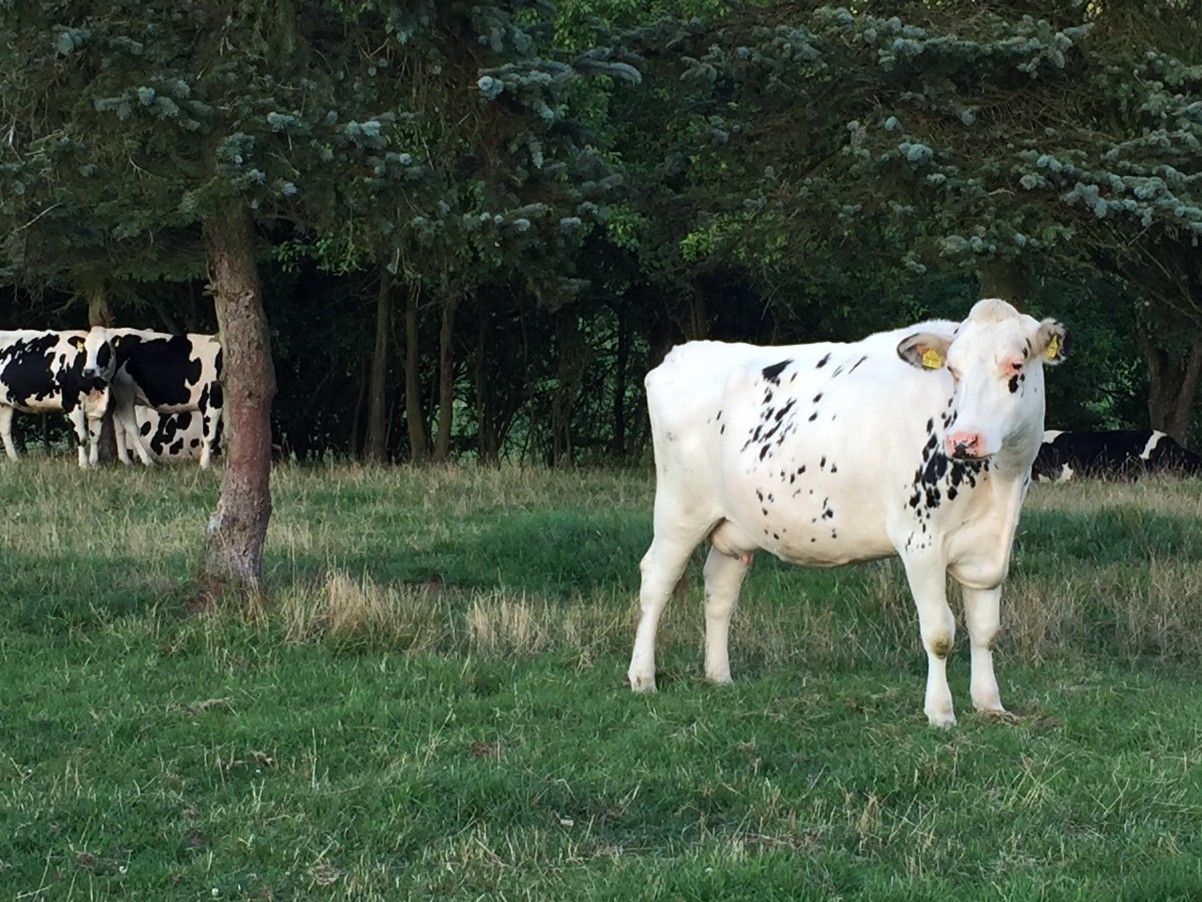 koeien in Sauerland