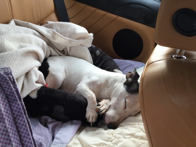 Monster auto hond slapen lief schattig Blog Miles&More